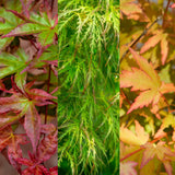 Green boutiQ - Tuinplant - Acer palmatum Tricolour - Rood-Groen-Oranje- 3 Planten - Blad verliezend - Weinig Onderhoud - Pot 12cm Hoogte 35cm