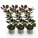 Green boutiQ - Tuinplant - Cotinus coggyria Royal Purple - Paars - 3 Planten - Bladverliezend - Weinig Onderhoud - Pot 12cm Hoogte 35cm