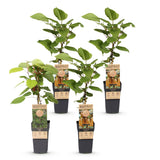 Green boutiQ - Fruitplant - Actinidia Weiki & Hayward - Kiwiplant - 1 Mannelijke - 3 Vrouwelijke - Planten - Groen - Pot 15cm - Hoogte 50cm