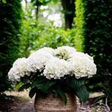 Green boutiQ - Terrasplant - Hortensia - Hydrangea Forever & Ever - Wit - 7-12 Bloemen - Pot 23cm Hoogte 55cm