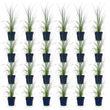 Green boutiQ - Grassen - Cortaderia sell. Pumila - Dwergpampasgras - Met Pluim - Grijs - 24 Planten - Pot 11cm - Hoogte 15-25cm