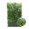 Hedera Hibernica - Klimop - Kant-en-Klaar Haag |↔120cm - ↨180 cm