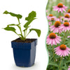 Green boutiQ - Vasteplant - Echinacea purp. Magnus - Zonnehoed - Bijen- en vlinderlokkers - Roze - 6 Planten - Pot 11cm - Hoogte 15-25cm