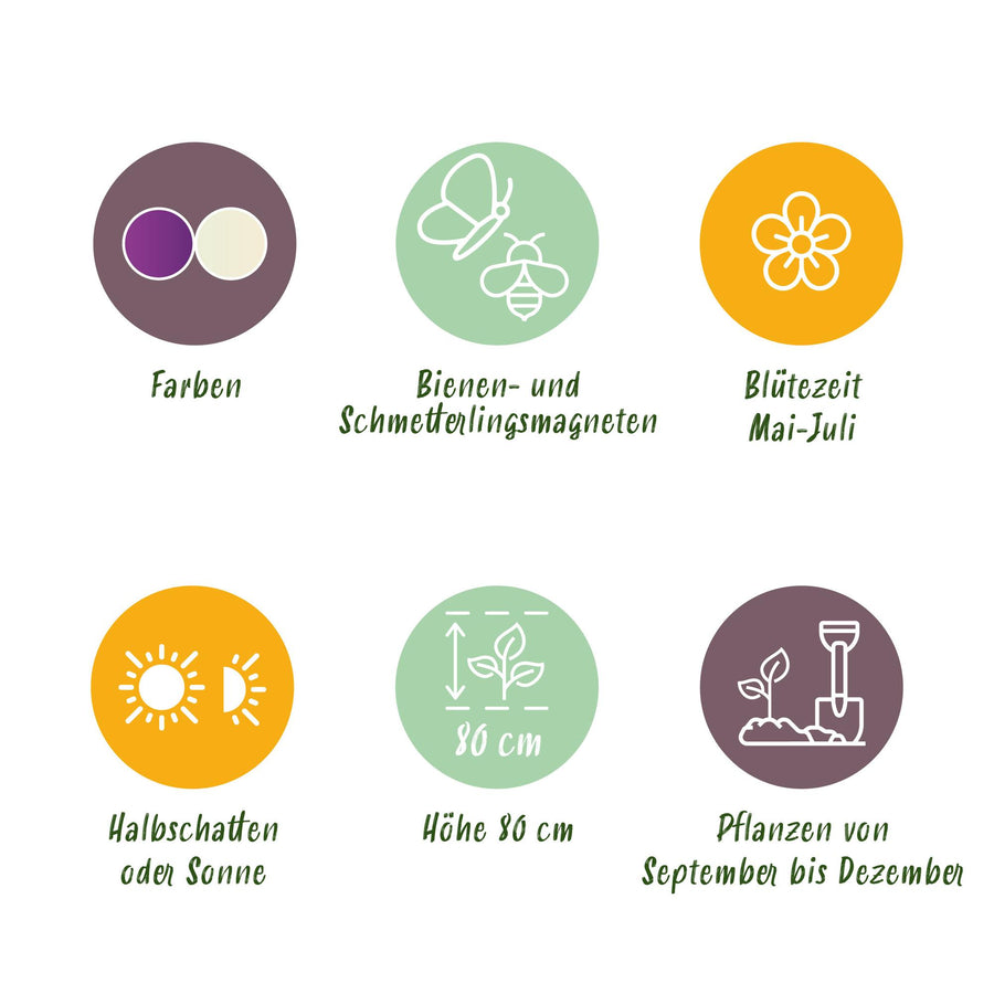 Alliumbollen Purple White Mix — paars en wit, 15 stuks (bolmaat 10/12)