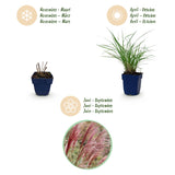 Green boutiQ - Grassen - Miscanthus sin. Red Chief - Pampusgras - Met Pluim - Groen - 12 Planten - Pot 11cm - Hoogte 15-25cm