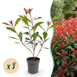 Green boutiQ - 8x Photinia fraseri Carre Rouge - Glansmispel - Haagplanten - Groenblijvend - Rood - Pot 9cm - Hoogte 25-35cm