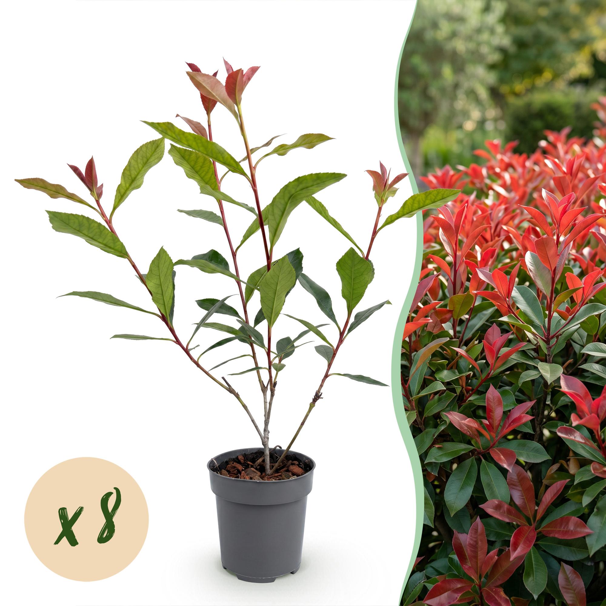 Green boutiQ - 8x Photinia fraseri Carre Rouge - Glansmispel - Haagplanten - Groenblijvend - Rood - Pot 9cm - Hoogte 25-35cm