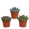 Echeveria mix 10.5 cm - 3x - zonder pot