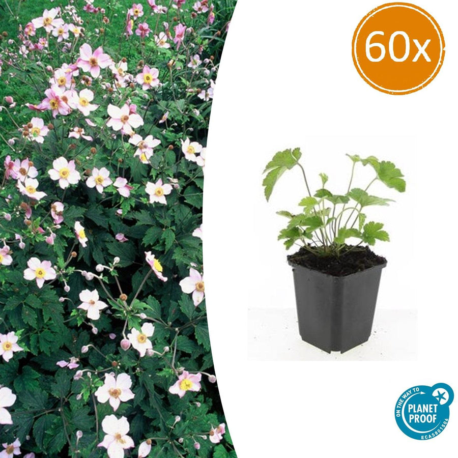 Anemone tom 'Robustissima' – 60 planten · pot Ø9 cm · 10-25 cm hoog