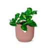 Epipremnum Pinnatum ‘Aureum’ in ELHO Vibes Fold 14cm roze