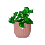 Epipremnum Pinnatum ‘Aureum’ in ELHO Vibes Fold 14cm roze