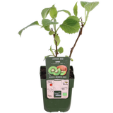 Actinidia delciosioa 'Jenny' - Kiwi - Ø13cm - ↕45cm
