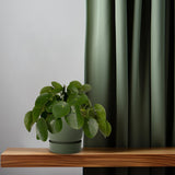 Pilea Peperomiodes - Pannekoekenplant - Ø15cm - ↕25cm