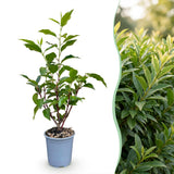 Green boutiQ - 16x Prunus lusitanica Angustifolia - Portugese Laurier - Haagplanten - Groenblijvend - Groen - Pot 9cm - Hoogte 25-35cm