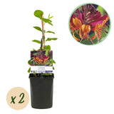 Green boutiQ - Kamperfoelie - Lonicera heckrottii Goldflame -Bbloem Roze met Geel- Weinig onderhoud - 2 planten - Pot 11cm Hoogte 40cm