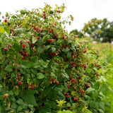 Green boutiQ - Fruitplant - Framboos - Rubus idaeus Autumn Bliss- Rode Framboos - 2 planten -Pot 11cm Hoogte 40cm
