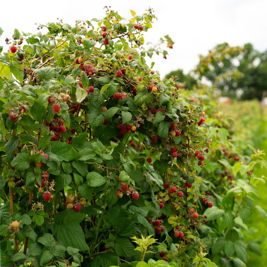 Rubus idaeus Autumn Bliss – 2 planten · 40 cm hoog (foto 5)