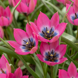 50x Tulipa Klein Schoonheid - Tulipa Little Beauty - Roze - Voorjaarsbloeier - Bolmaat 6/+