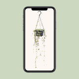 Ceropegia Linearis Remy - Ø14cm - ↕38cm