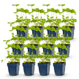 Green boutiQ - Vasteplant - Delphinium (P) Black Knight - Ridderspoor - Bijen en Vlinderlokkers - Paars - 12 Planten - Pot 11cm - Hoogte 15-25cm