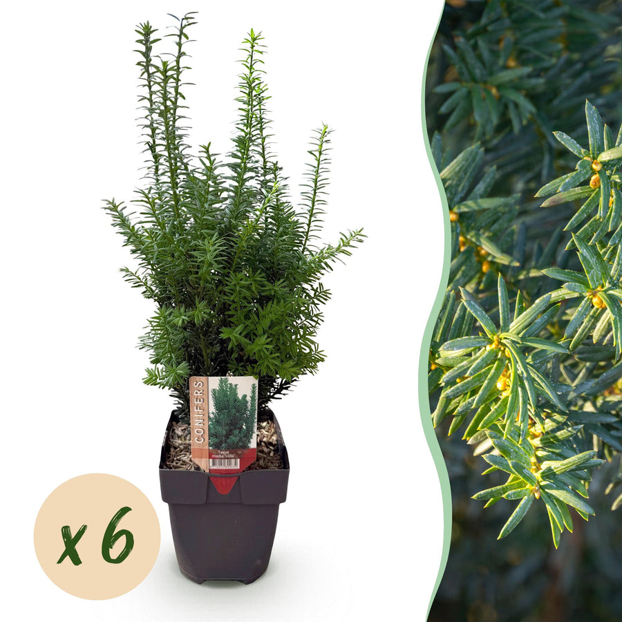 Taxus media Hilii — Venijnboomhaag, 6 planten (1 strekkende meter), 60 cm