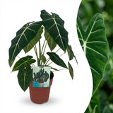 Green boutiQ - Kamerplant - Olifantsoor - Alocasia Frydek - Groen - Weinig onderhoud - 1 Plant - Pot 19cm - Hoogte 60cm