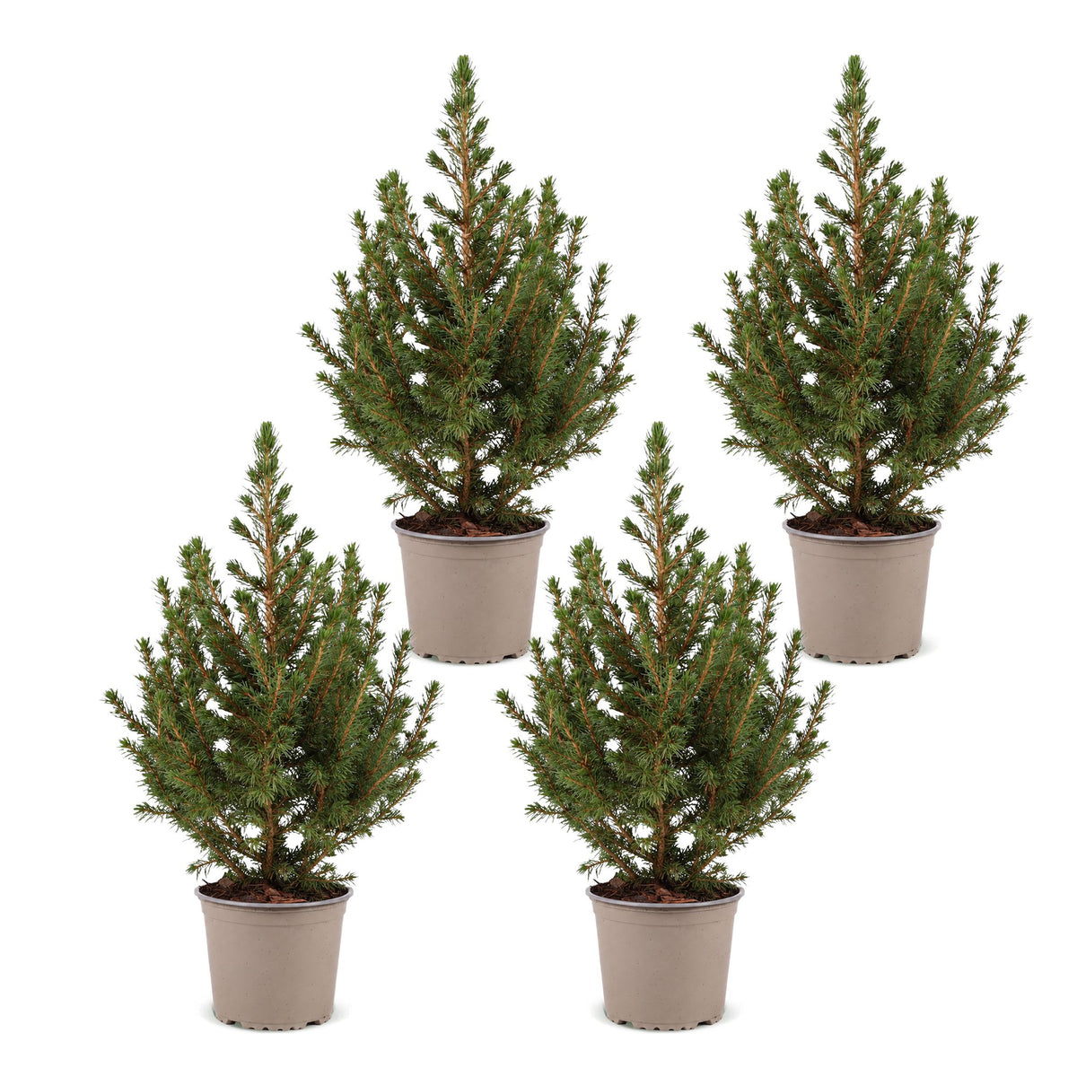 Set van 4 — Kegelspar kerstboom — Ø13 cm, 45 cm hoog