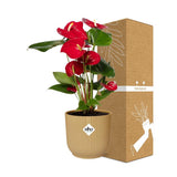 Anthurium Red 12cm in ELHO Vibes Fold 14cm geel