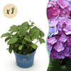 Green boutiQ - Tuinplant - Hydrangea Endles Summer Summer Love Purple - Hortensia - Winterhard - Paars - 8 Planten - Pot 14cm - Hoogte 20-25cm