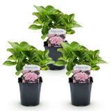 Green boutiQ - Hortensia - Hydrangea macrophylla Roze - Bloem Roze - 3 Planten - 1 m2 - Bladverliezend - Weinig Onderhoud - Pot 17cm Hoogte 30cm