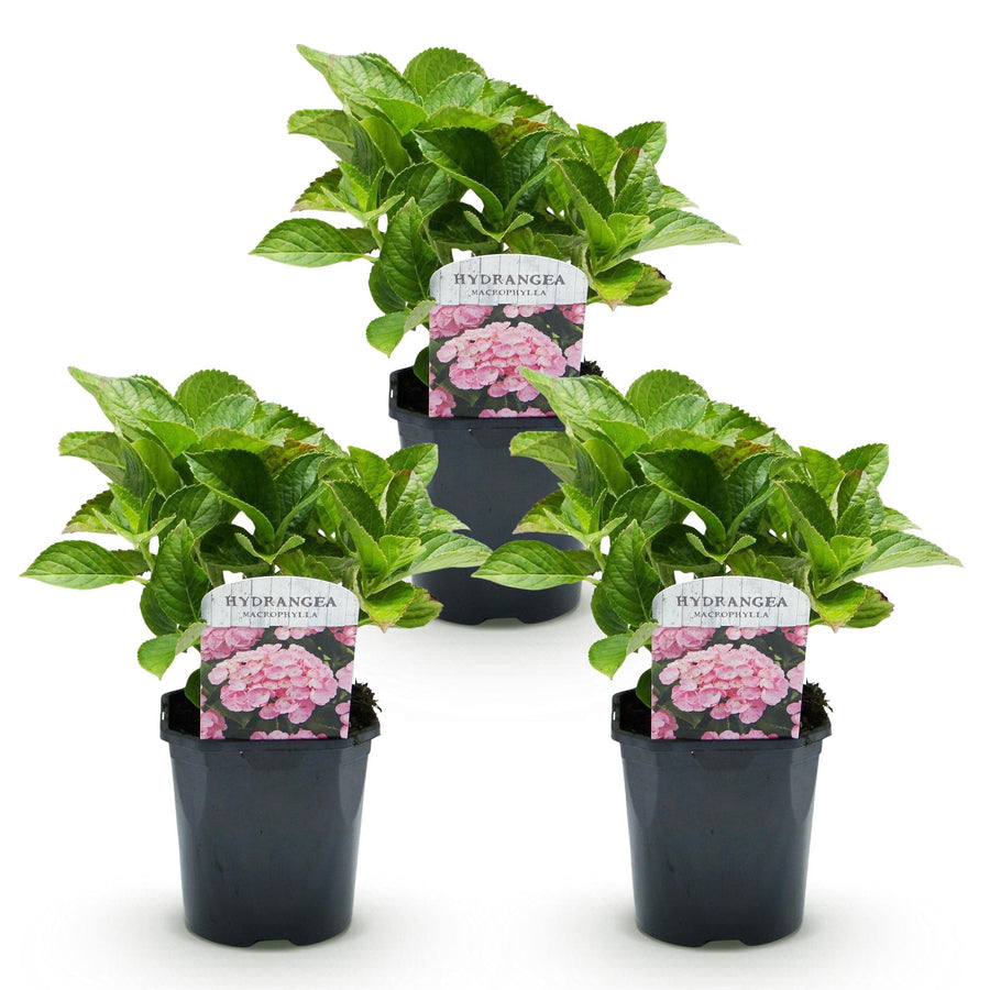Hydrangea macrophylla – 3 planten · 30 cm hoog · Hortensia Roze Bloem (foto 2)