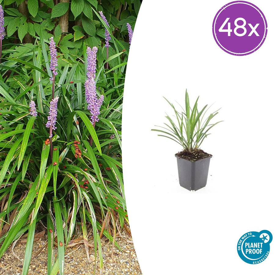 Liriope muscari 'Ingwersen' – 48 planten · pot Ø9 cm · 10-25 cm hoog