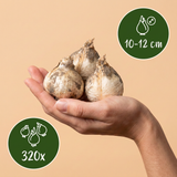 Sieruibollen Siculum groot — honinglook, 320 stuks (maat 10/12)