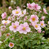 Green boutiQ - Vasteplant - Anemone hybr. Kön. Charlotte - Herfst Anemoon - Schaduw - Roze - 1 Plant - Pot 11cm - Hoogte 15-25cm