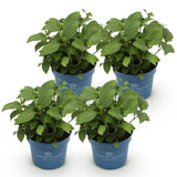Green boutiQ - Tuinplant - Hydrangea Endles Summer Summer Love Red - Hortensia - Winterhard - Rood - 4 Planten - Pot 14cm - Hoogte 20-25cm