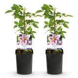 Green boutiQ - Klimplant - Clematis Piilu - Bloem Roze - Weinig onderhoud -2 planten -Pot 11cm Hoogte 40cm