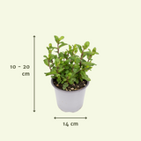 Tuinkruiden Mix - 4 stuks - Ø14cm - ↕18cm