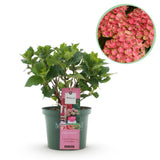 Green boutiQ - Terrasplant - Hortensia - Hydrangea Magical Green Fire - Roze Groen - 6-10 Bloemen - Pot 23cm Hoogte 55cm
