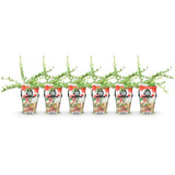 Green boutiQ - Fruitplanten - Blauwe Bes - Vaccinium macrophylla Early Black - Winterhard - 6 Planten - Pot 9 cm - Donker RodeBes