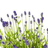 4x Lavandula Angustifolia Ø19cm - ↕40 - 50cm