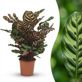 Green boutiQ - Kamerplant - Pauwenplant - Calathea Makoyana - Groen - Weinig onderhoud - 1 Plant - Pot 19cm - Hoogte 70cm