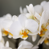 Kolibri Orchids | Witte Lausanne orchidee + rode Diabolo sierpot | incl. watergeeflont | potmaat Ø9cm | bloeiende kamerplant – vers van de kweker