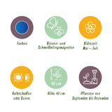 Green boutiQ - Bloembollen - Allium Caeruleum - Kleur Blauw - 40 stuks - Bolmaat 4/5 - XXL Pack