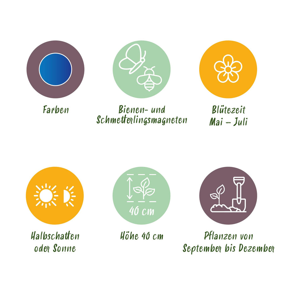 Alliumbollen Caeruleum — blauw, 40 stuks (bolmaat 4/5)