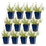 Green boutiQ - Vasteplant - Nepeta rac. Grog - Kattenkruid - Bijen- en vlinderlokkers - Blauw - 12 Planten - Pot 11cm - Hoogte 15-25cm