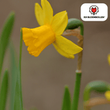 Narcisbollen Tête à Tête — gele mininarcis, 25 stuks