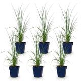 Green boutiQ - Grassen - Cortaderia sell. Pumila - Dwergpampasgras - Met Pluim - Grijs - 6 Planten - Pot 11cm - Hoogte 15-25cm