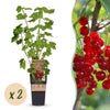Green boutiQ - Fruitplant - Ribes rubrum Jonkheer van Tets - Bessenplant - Winterhard - Rode Bes - 2 Planten - Pot 15cm - Hoogte 50cm