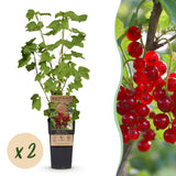 Green boutiQ - Fruitplant - Ribes rubrum Jonkheer van Tets - Bessenplant - Winterhard - Rode Bes - 2 Planten - Pot 15cm - Hoogte 50cm