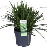 3x - Carex morrowii 'Ice Dance' - ↨30cm - Ø14